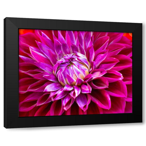 USA-Washington State-Pacific Northwest Sammamish Dahlia flowers in bloom Black Modern Wood Framed Art Print with Double Matting by Gulin, Sylvia