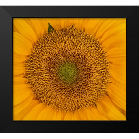 USA-Washington State-Pacific Northwest Sammamish Orange / yellow sunflower close up Black Modern Wood Framed Art Print by Gulin, Sylvia
