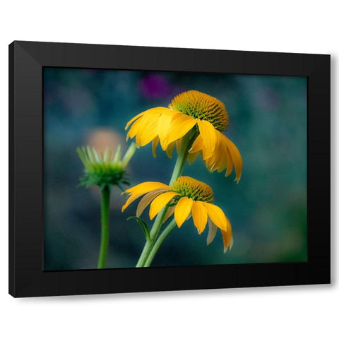 USA-Washington State-Pacific Northwest-Sammamish yellow cone flower Black Modern Wood Framed Art Print by Gulin, Sylvia