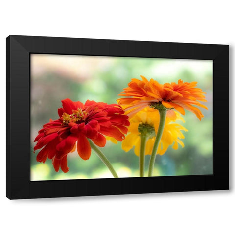 USA-Washington State-Pacific Northwest-Sammamish close-up of State Fair Zinnia Black Modern Wood Framed Art Print with Double Matting by Gulin, Sylvia