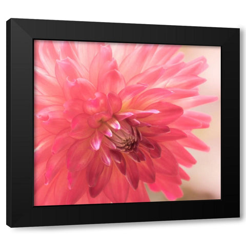 USA-Washington State-Pacific Northwest Sammamish Dahlia flowers in bloom Black Modern Wood Framed Art Print with Double Matting by Gulin, Sylvia