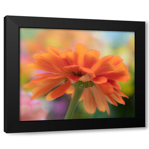 USA-Washington State-Pacific Northwest-Sammamish close-up of State Fair Zinnia Black Modern Wood Framed Art Print with Double Matting by Gulin, Sylvia