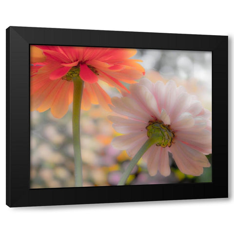 USA-Washington State-Pacific Northwest-Sammamish close-up of State Fair Zinnia Black Modern Wood Framed Art Print with Double Matting by Gulin, Sylvia