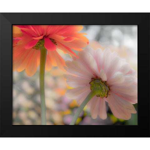 USA-Washington State-Pacific Northwest-Sammamish close-up of State Fair Zinnia Black Modern Wood Framed Art Print by Gulin, Sylvia