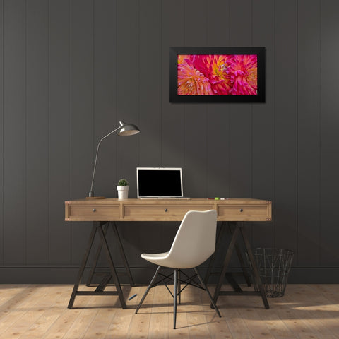 USA-Washington State-Pacific Northwest Sammamish Dahlia flowers in bloom Black Modern Wood Framed Art Print by Gulin, Sylvia