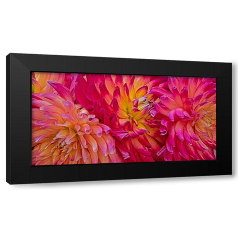 USA-Washington State-Pacific Northwest Sammamish Dahlia flowers in bloom Black Modern Wood Framed Art Print by Gulin, Sylvia