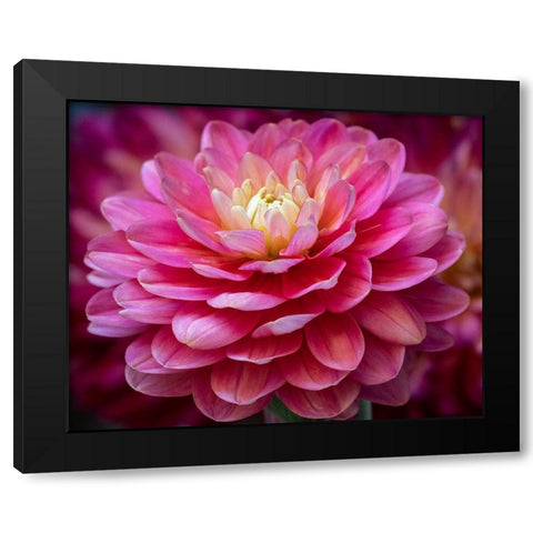 USA-Washington State-Pacific Northwest Sammamish Dahlia flowers in bloom Black Modern Wood Framed Art Print by Gulin, Sylvia
