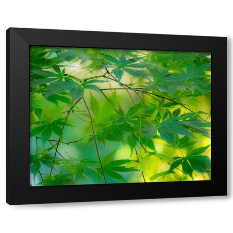 USA-Washington State-Sammamish Japanese Maple leaves Black Modern Wood Framed Art Print by Gulin, Sylvia