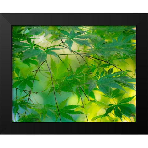 USA-Washington State-Sammamish Japanese Maple leaves Black Modern Wood Framed Art Print by Gulin, Sylvia