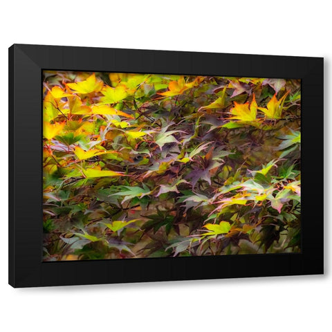 USA-Washington State-Sammamish Japanese Maple leaves Black Modern Wood Framed Art Print with Double Matting by Gulin, Sylvia