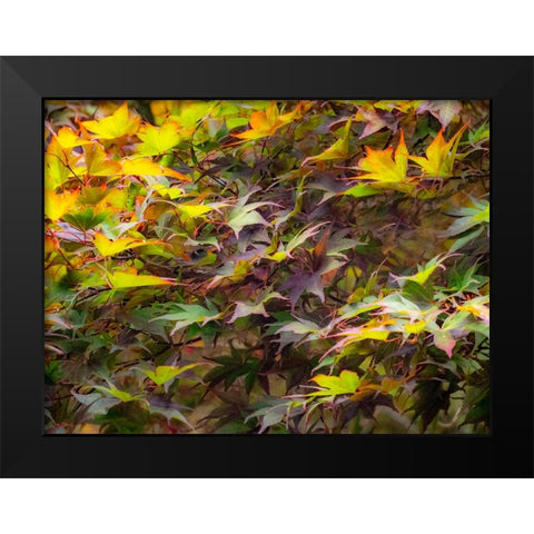 USA-Washington State-Sammamish Japanese Maple leaves Black Modern Wood Framed Art Print by Gulin, Sylvia