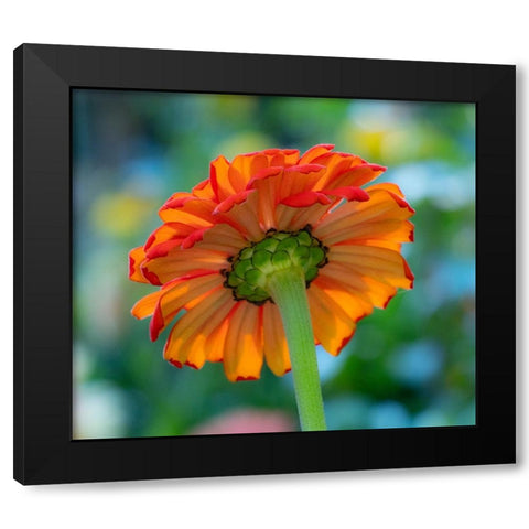 USA-Washington State-Pacific Northwest-Sammamish close-up of State Fair Zinnia Black Modern Wood Framed Art Print with Double Matting by Gulin, Sylvia