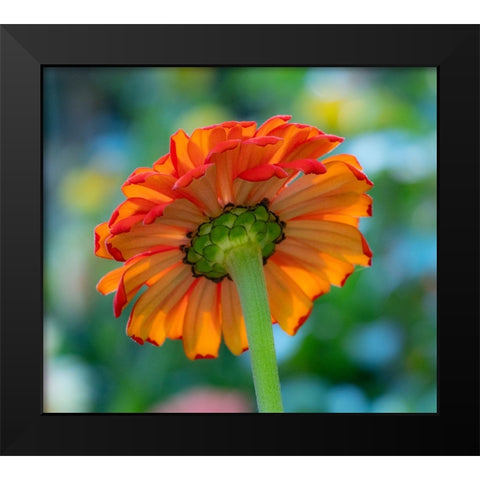 USA-Washington State-Pacific Northwest-Sammamish close-up of State Fair Zinnia Black Modern Wood Framed Art Print by Gulin, Sylvia