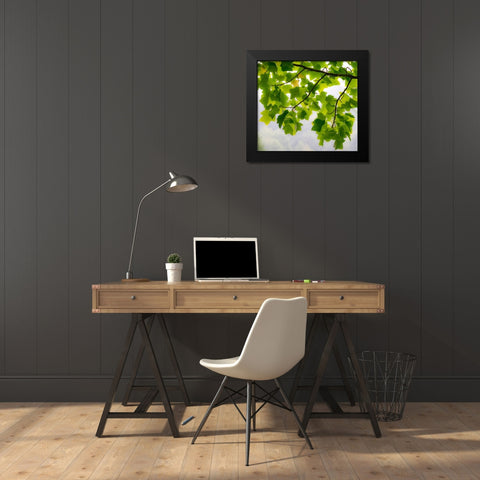 USA-Washington State-Bellevue Ginkgo Tree green leaves Black Modern Wood Framed Art Print by Gulin, Sylvia