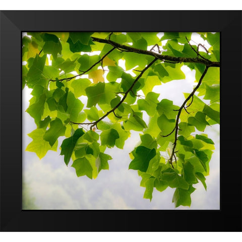 USA-Washington State-Bellevue Ginkgo Tree green leaves Black Modern Wood Framed Art Print by Gulin, Sylvia