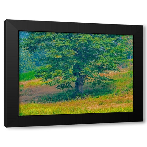 USA-Washington State-Issaquah lone Big Leaf Maple tree in grassy field Black Modern Wood Framed Art Print with Double Matting by Gulin, Sylvia