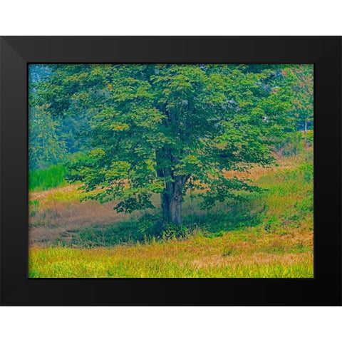 USA-Washington State-Issaquah lone Big Leaf Maple tree in grassy field Black Modern Wood Framed Art Print by Gulin, Sylvia