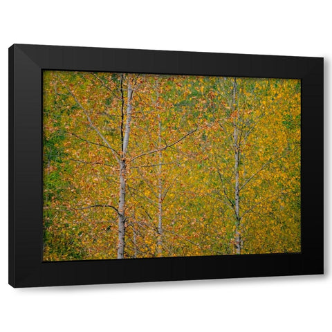 USA-Washington State-Preston and Cottonwood trees in fall colors Black Modern Wood Framed Art Print with Double Matting by Gulin, Sylvia