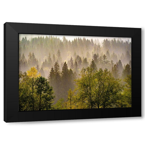 USA-Washington State-Preston Evergreens and Cottonwood trees lifting fog on hillside Black Modern Wood Framed Art Print by Gulin, Sylvia
