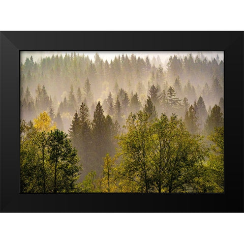 USA-Washington State-Preston Evergreens and Cottonwood trees lifting fog on hillside Black Modern Wood Framed Art Print by Gulin, Sylvia