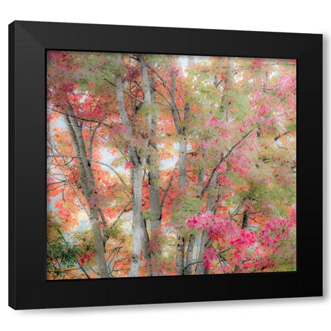 USA-Washington State-Issaquah with fall colored Maple trees along downtown roads Black Modern Wood Framed Art Print with Double Matting by Gulin, Sylvia