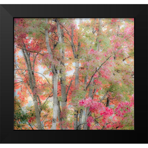 USA-Washington State-Issaquah with fall colored Maple trees along downtown roads Black Modern Wood Framed Art Print by Gulin, Sylvia