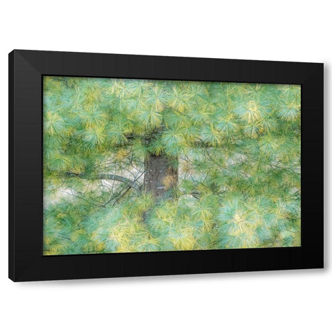 USA-Washington State-Bellevue Pine tree close up and tree trunk Black Modern Wood Framed Art Print by Gulin, Sylvia