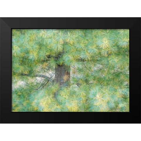 USA-Washington State-Bellevue Pine tree close up and tree trunk Black Modern Wood Framed Art Print by Gulin, Sylvia