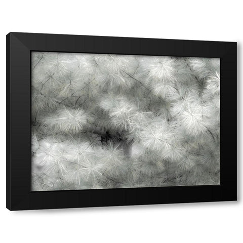 USA-Washington State-Bellevue Pine tree close up and tree trunk Black Modern Wood Framed Art Print with Double Matting by Gulin, Sylvia
