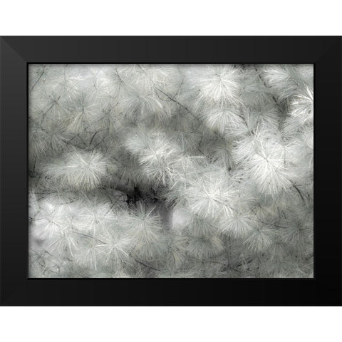 USA-Washington State-Bellevue Pine tree close up and tree trunk Black Modern Wood Framed Art Print by Gulin, Sylvia