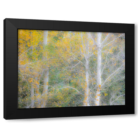 USA-Washington State-Bellevue birch trees with golden fall colors Black Modern Wood Framed Art Print with Double Matting by Gulin, Sylvia