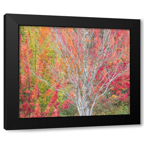 USA-Washington State-Issaquah with fall colored Maple trees along downtown roads Black Modern Wood Framed Art Print with Double Matting by Gulin, Sylvia