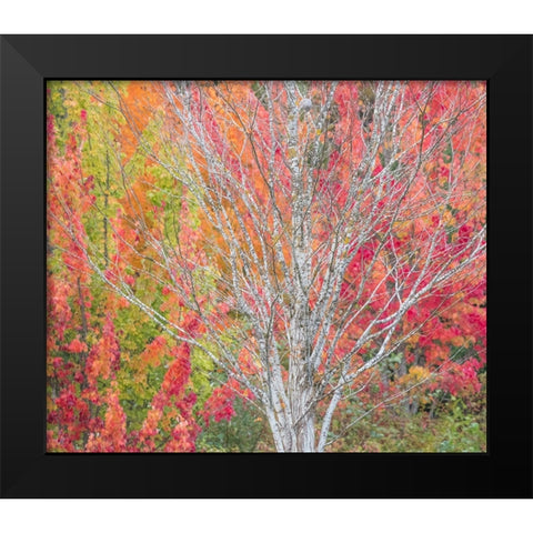 USA-Washington State-Issaquah with fall colored Maple trees along downtown roads Black Modern Wood Framed Art Print by Gulin, Sylvia