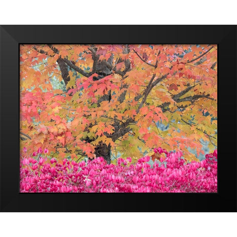 USA-Washington State-Issaquah with fall colored Maple trees along downtown roads Black Modern Wood Framed Art Print by Gulin, Sylvia