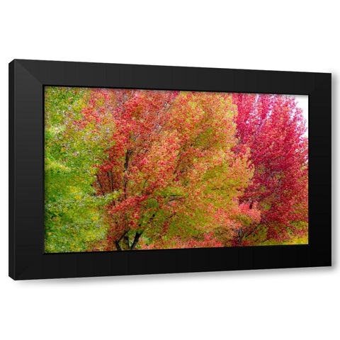 USA-Washington State-Issaquah with fall colored Maple trees along downtown roads Black Modern Wood Framed Art Print with Double Matting by Gulin, Sylvia