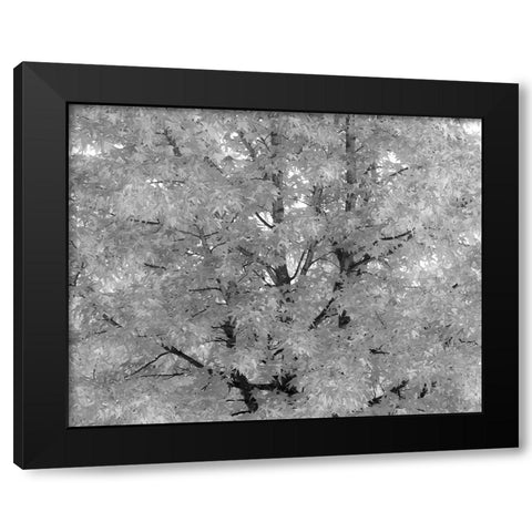 USA-Washington State-Issaquah with fall colored Maple trees along downtown roads Black Modern Wood Framed Art Print with Double Matting by Gulin, Sylvia