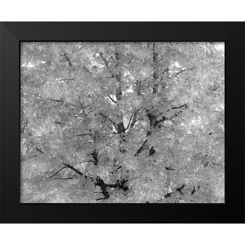 USA-Washington State-Issaquah with fall colored Maple trees along downtown roads Black Modern Wood Framed Art Print by Gulin, Sylvia