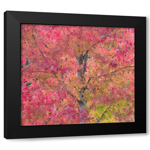 USA-Washington State-Issaquah with fall colored Maple trees along downtown roads Black Modern Wood Framed Art Print with Double Matting by Gulin, Sylvia