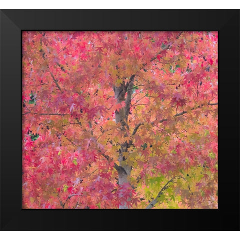 USA-Washington State-Issaquah with fall colored Maple trees along downtown roads Black Modern Wood Framed Art Print by Gulin, Sylvia