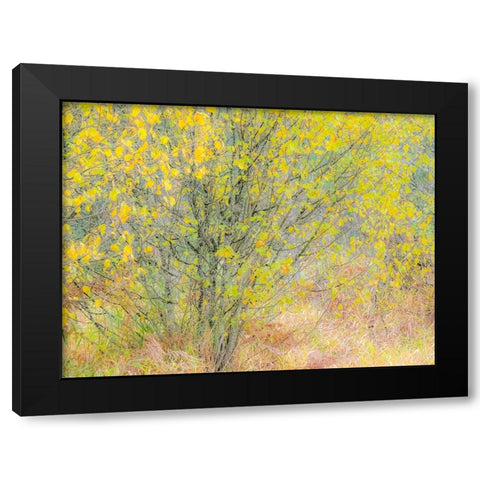 USA-Washington State-Bellevue alder tree golden/yellow fall colors Black Modern Wood Framed Art Print by Gulin, Sylvia