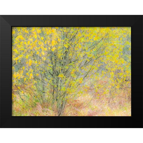 USA-Washington State-Bellevue alder tree golden/yellow fall colors Black Modern Wood Framed Art Print by Gulin, Sylvia