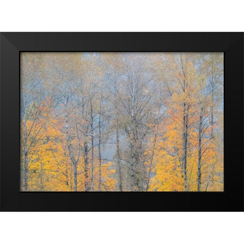 USA-Washington State-Preston-Cottonwoods and Big Leaf Maple trees in fall colors Black Modern Wood Framed Art Print by Gulin, Sylvia