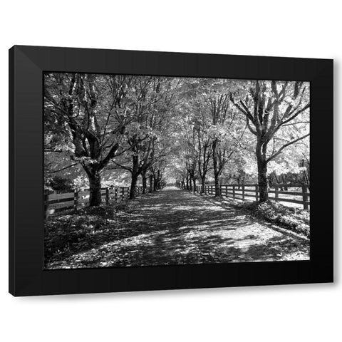 USA-Washington State-North Bend black and White maple tree lined driveway Black Modern Wood Framed Art Print with Double Matting by Gulin, Sylvia