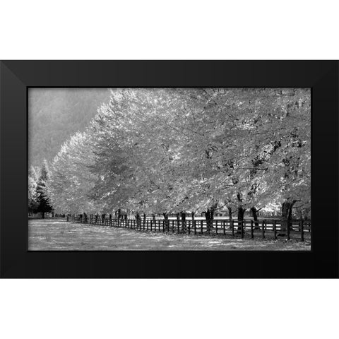 USA-Washington State-North Bend fence and tree lined driveway in fall colors Black Modern Wood Framed Art Print by Gulin, Sylvia