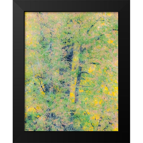 USA-Washington State-Preston-Cottonwoods trees in fall colors Black Modern Wood Framed Art Print by Gulin, Sylvia