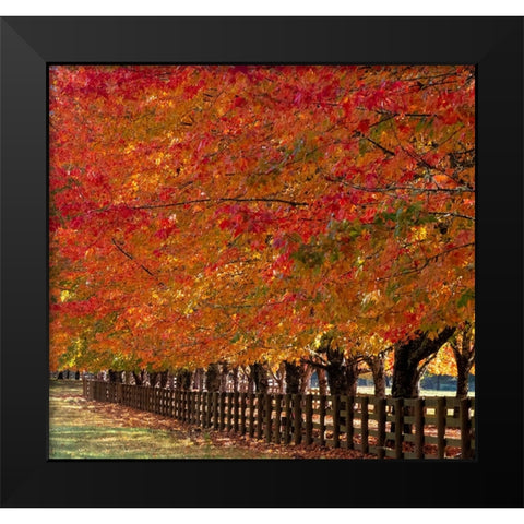USA-Washington State-North Bend fence and tree lined driveway in fall colors Black Modern Wood Framed Art Print by Gulin, Sylvia
