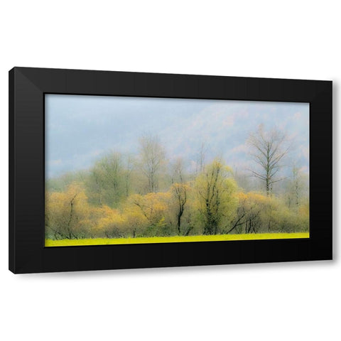 USA-Washington State-North Bend Cottonwood and Willow trees in fall colors Black Modern Wood Framed Art Print by Gulin, Sylvia