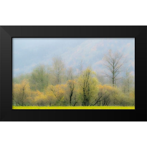 USA-Washington State-North Bend Cottonwood and Willow trees in fall colors Black Modern Wood Framed Art Print by Gulin, Sylvia