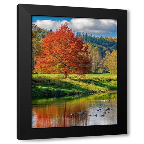 USA-Washington State-Fall City-Snoqualmie River and fall colored maple tree in reflection Black Modern Wood Framed Art Print with Double Matting by Gulin, Sylvia