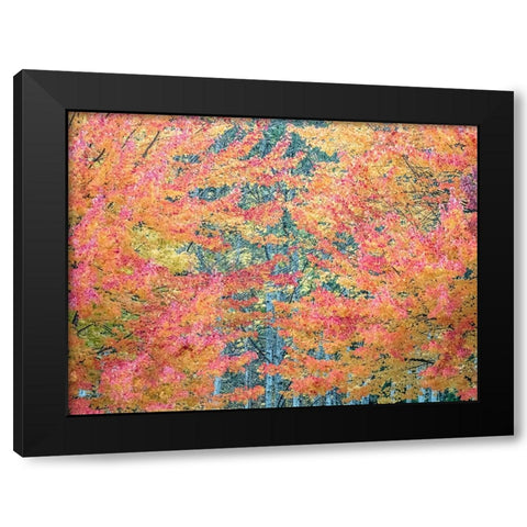 USA-Washington State-Issaquah with fall colored Maple trees along downtown roads Black Modern Wood Framed Art Print with Double Matting by Gulin, Sylvia